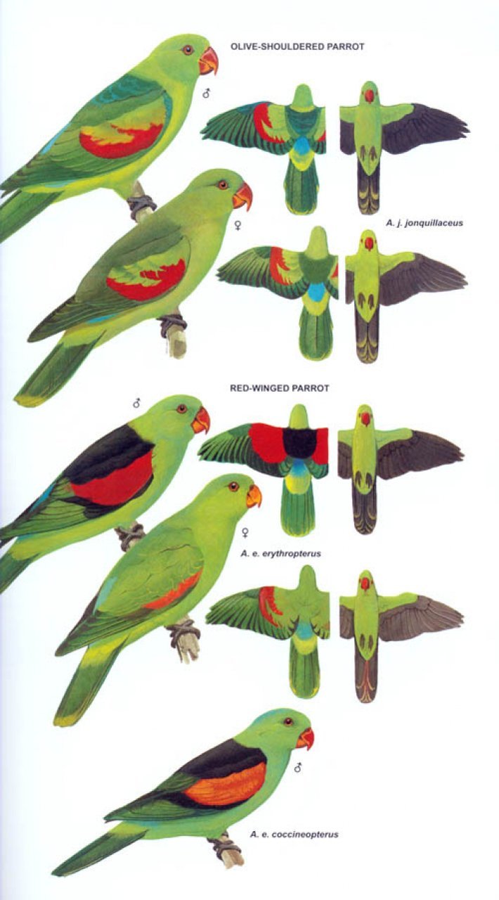 helm field guides. parrots of the world