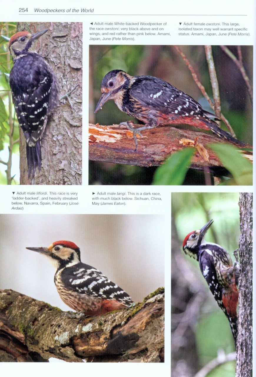 helm photographic guides. woodpeckers of the world
