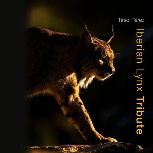 iberian lynx tribute