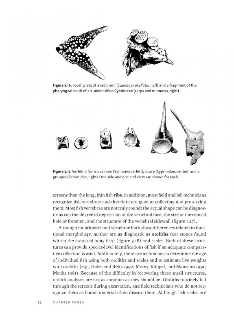 identifying & interpreting animal bones. a manual