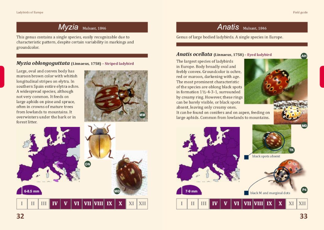 ladybirds of europe