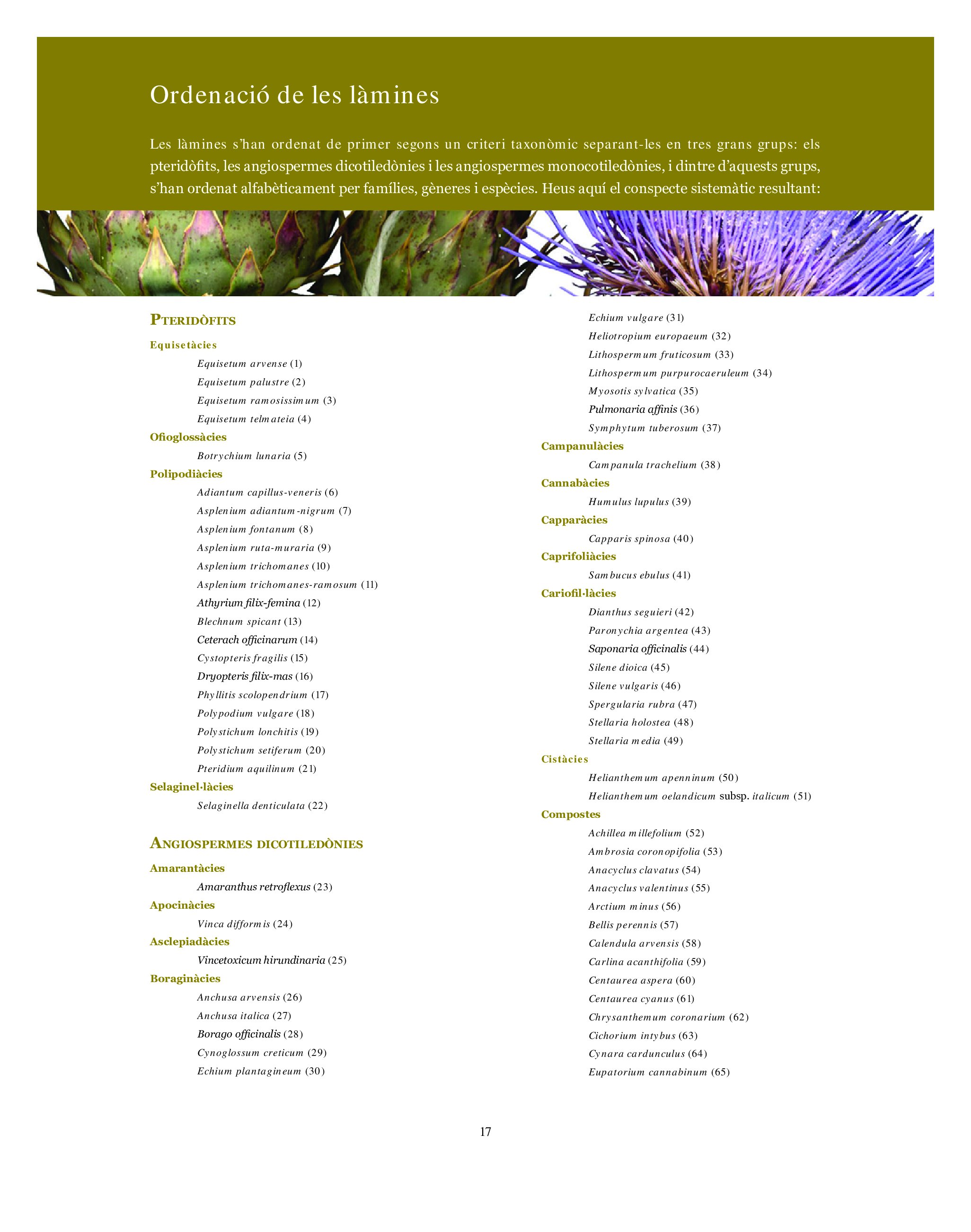 l'herbari, mates, herbes i falgueres
