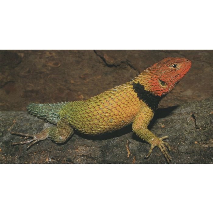 lizards of mexico part 1 iguanian lizards