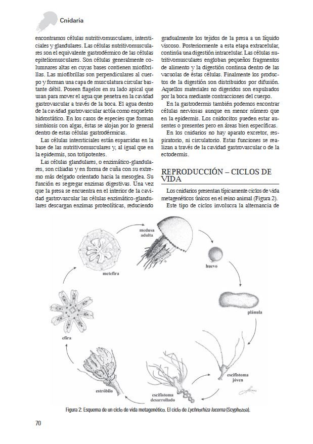 los invertebrados marinos