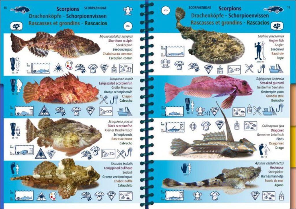 marine pictolife. eastern atlantic