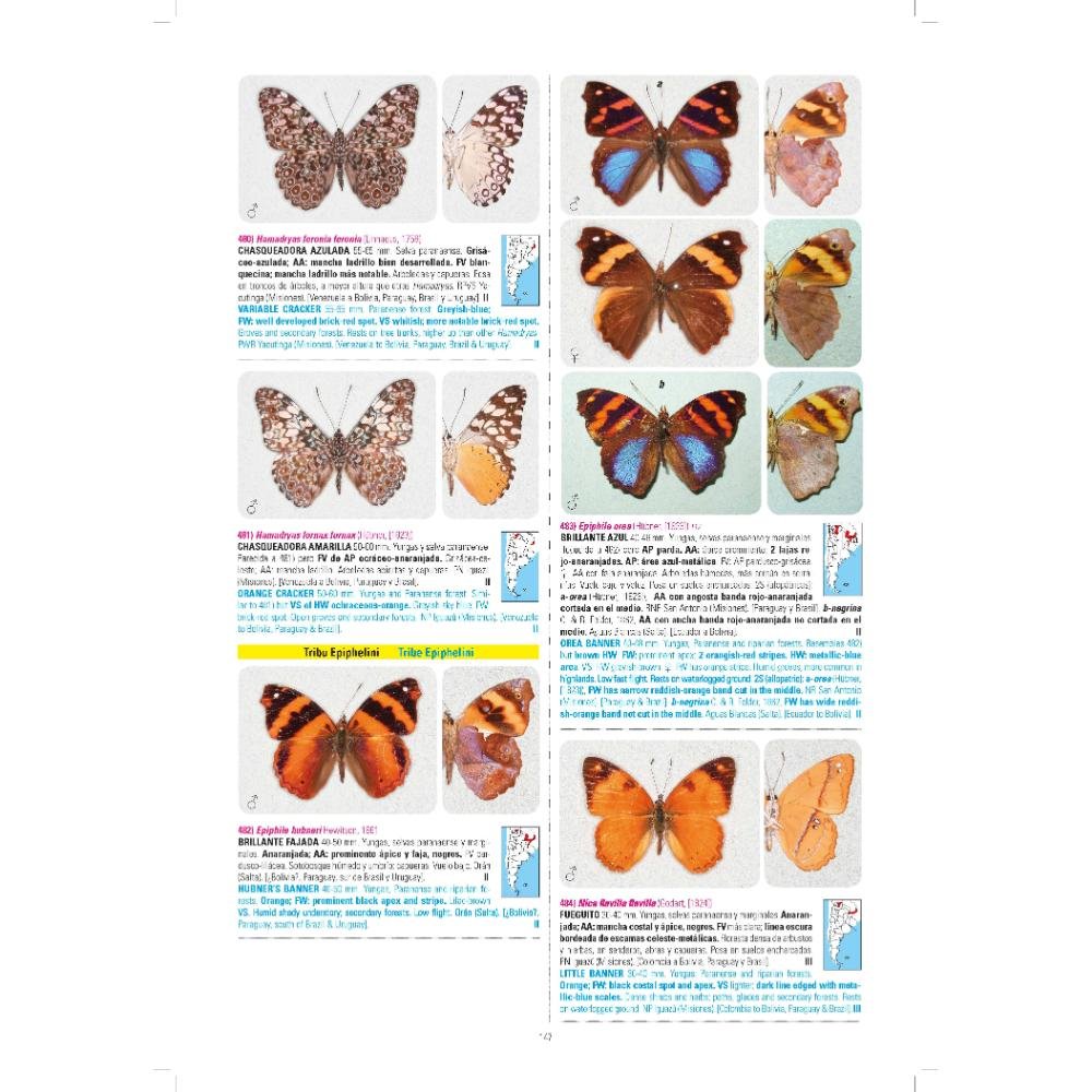 mariposas de argentina