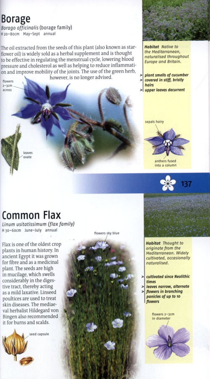 medicinal plants of britain and europe