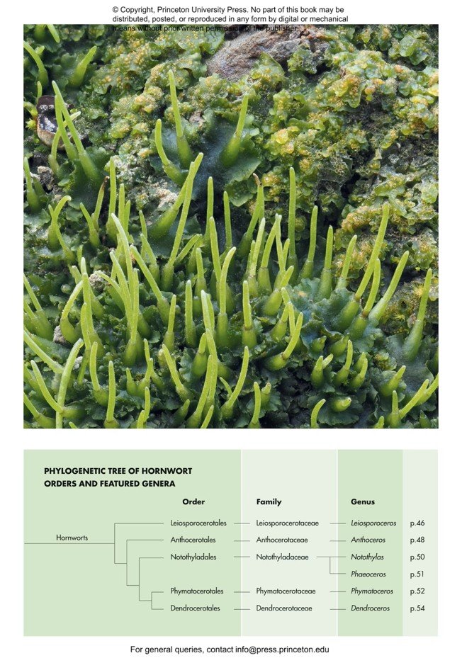 mosses, liverworts, and hornworts of the world. a guide to every order