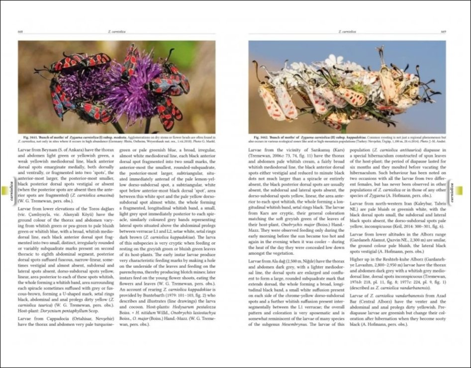 natural history of burnet moths (zygaena fabricius, 1775) (lepidoptera: zygaenidae) part 3 (2-volume set)