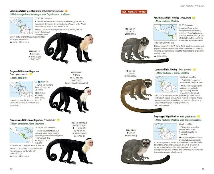 neotropical primates