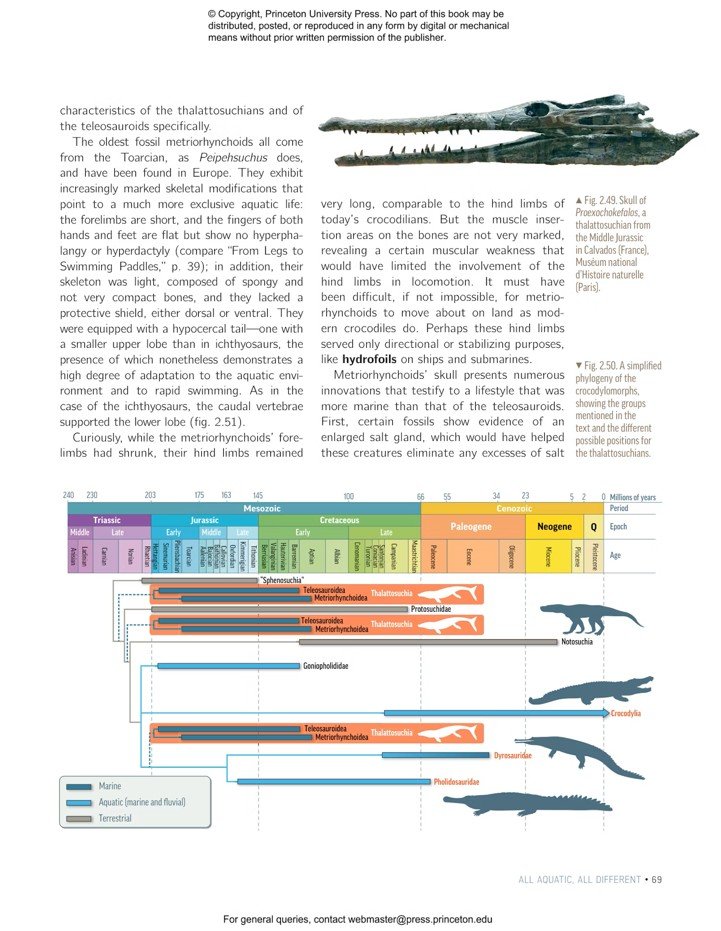 ocean life in the time of the dinosaurs