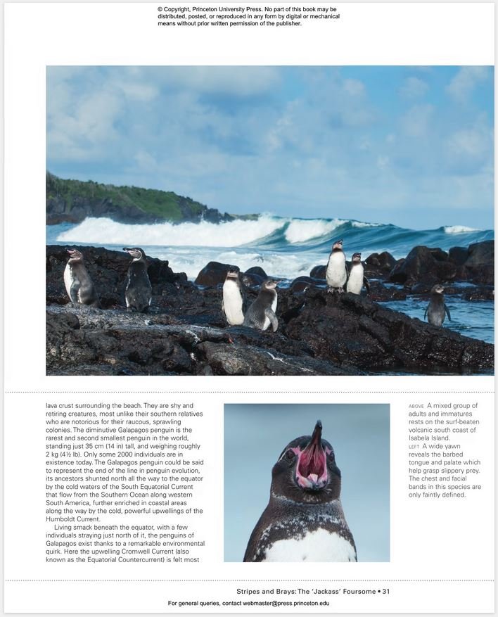 penguins: the ultimate guide