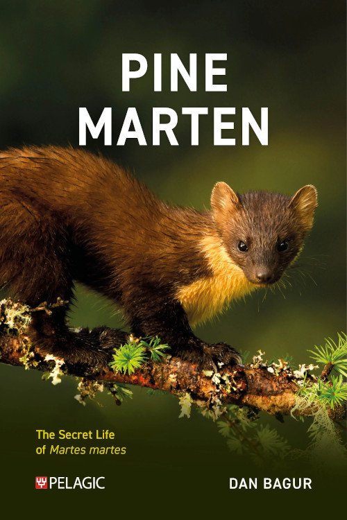 pine marten. the secret life of martes martes