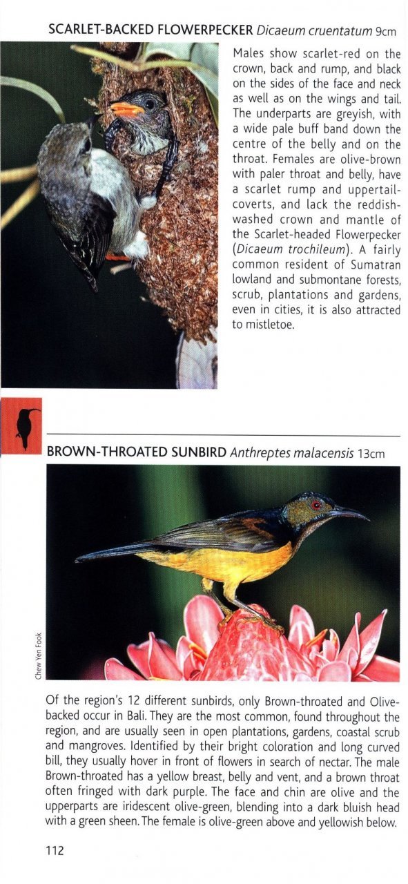 pocket photo guide to the birds of java, sumatra and bali