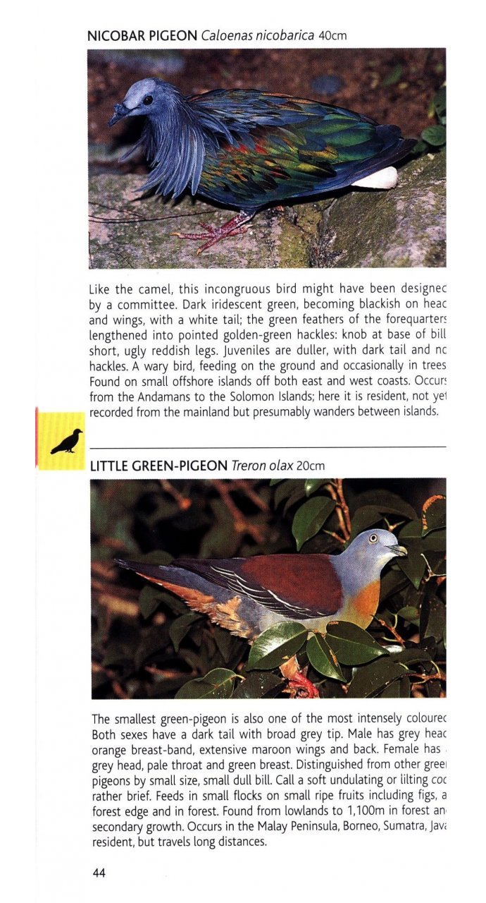 pocket photo guide to the birds of peninsular malaysia and singapore