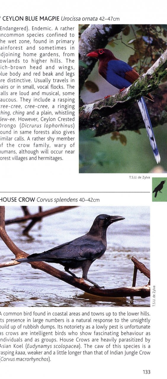 pocket photo guide to the birds of sri lanka