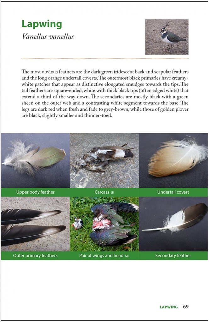 raptor prey remains. a guide to identifying what's been eaten by a bird of prey