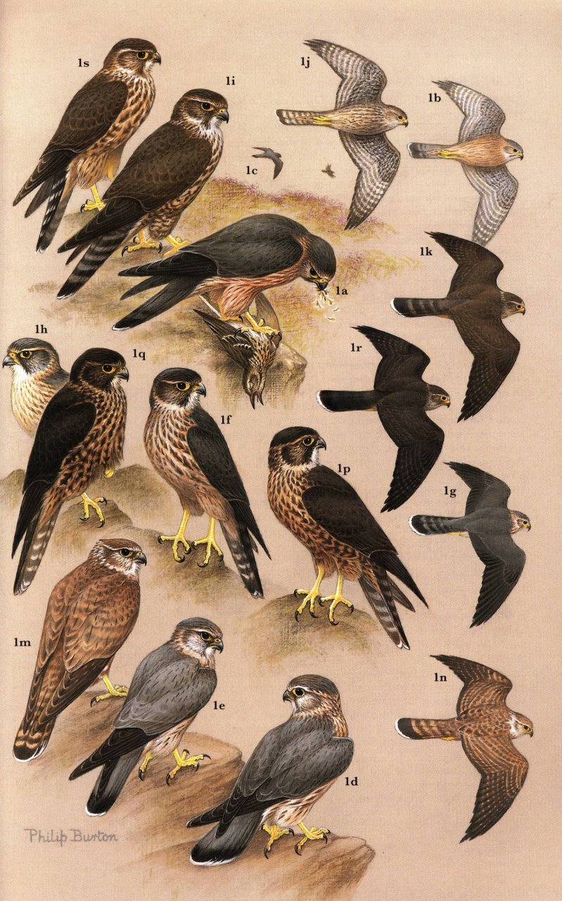 raptors of the world. a field guide