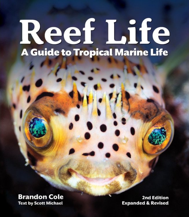 reef life. a guide to tropical marine life