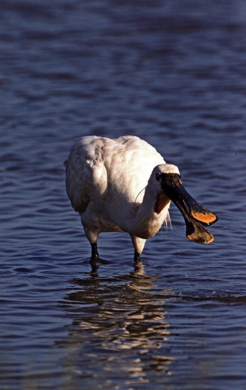 saltmarsh