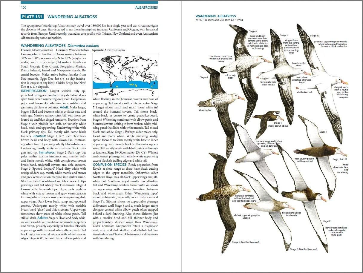 seabirds. the new identification guide