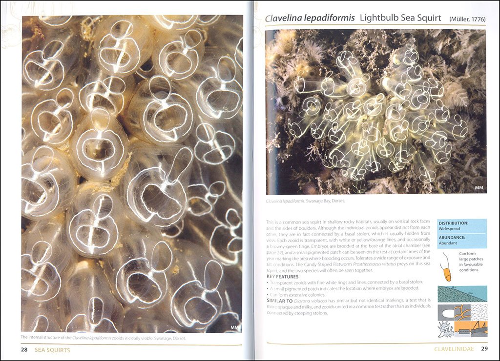 sea squirts and sponges of britair and ireland