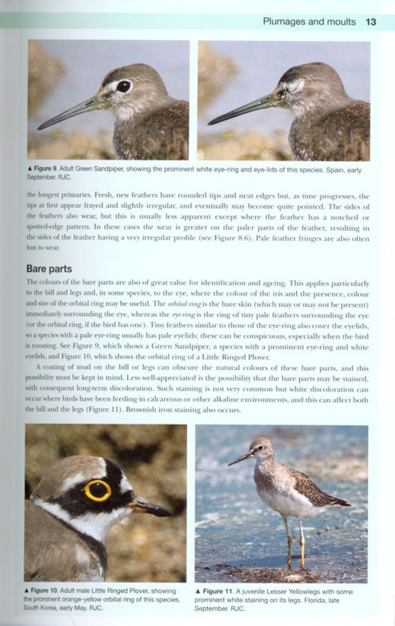 shorebirds of the northern hemisphere
