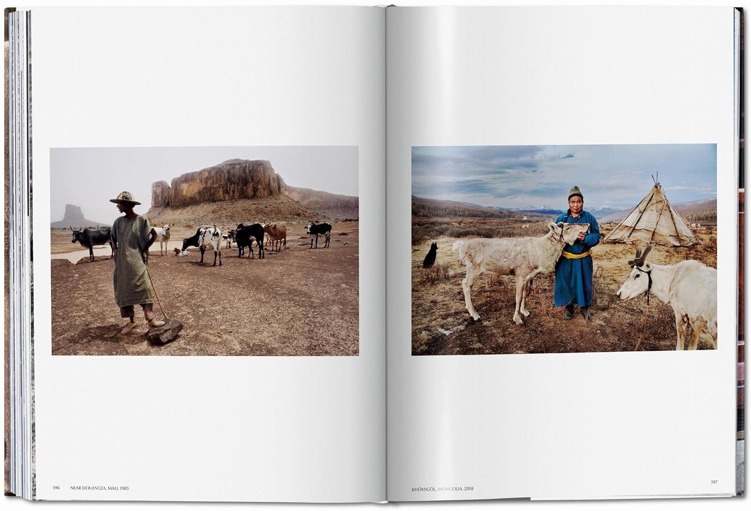 steve mc curry. animals