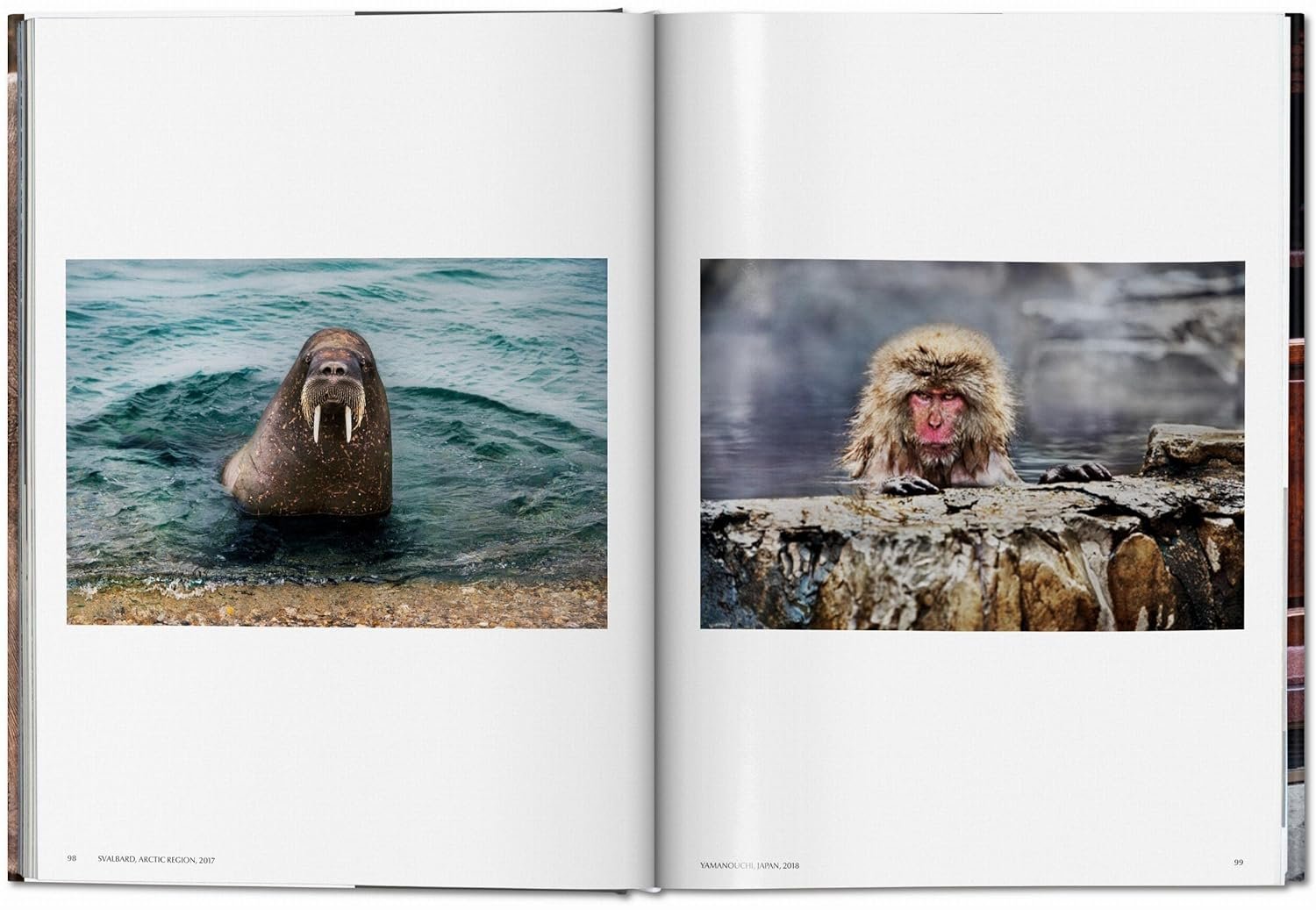 steve mc curry. animals