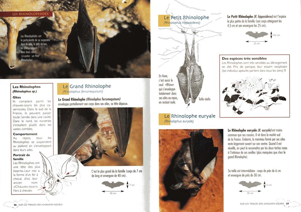 sur les traces des chauves-souris