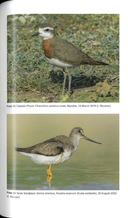 the birds of cyprus. an annotated checklist