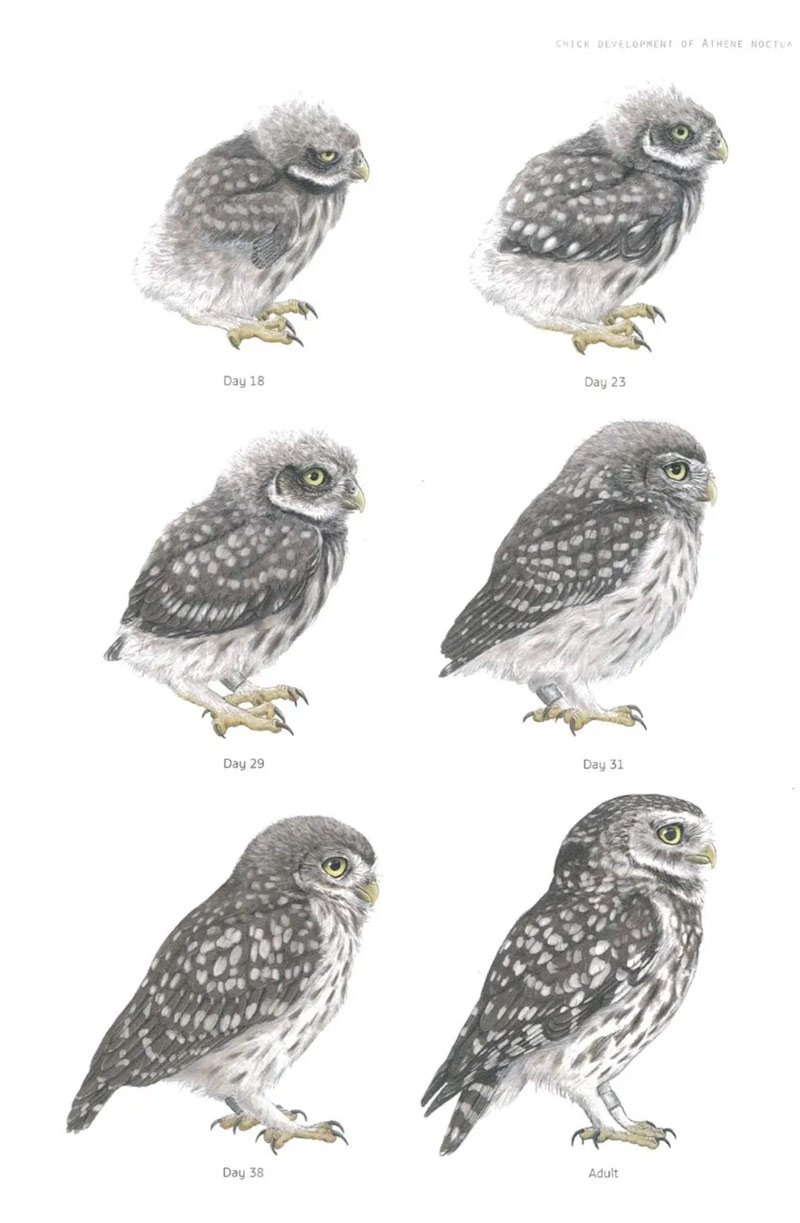 the little owl. population dynamics, behavior and management of athene noctua