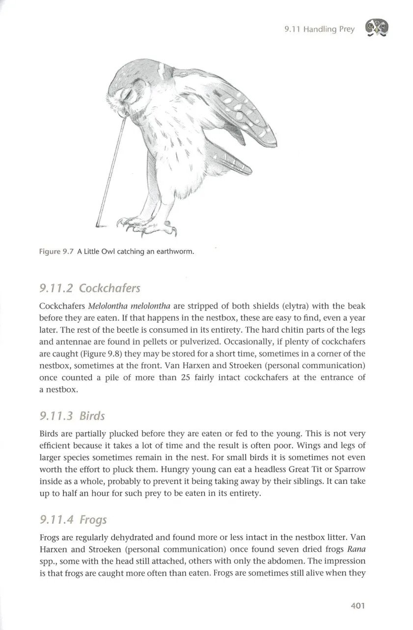 the little owl. population dynamics, behavior and management of athene noctua