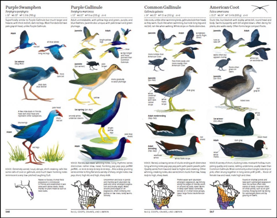 the sibley guide to birds. 2nd edition