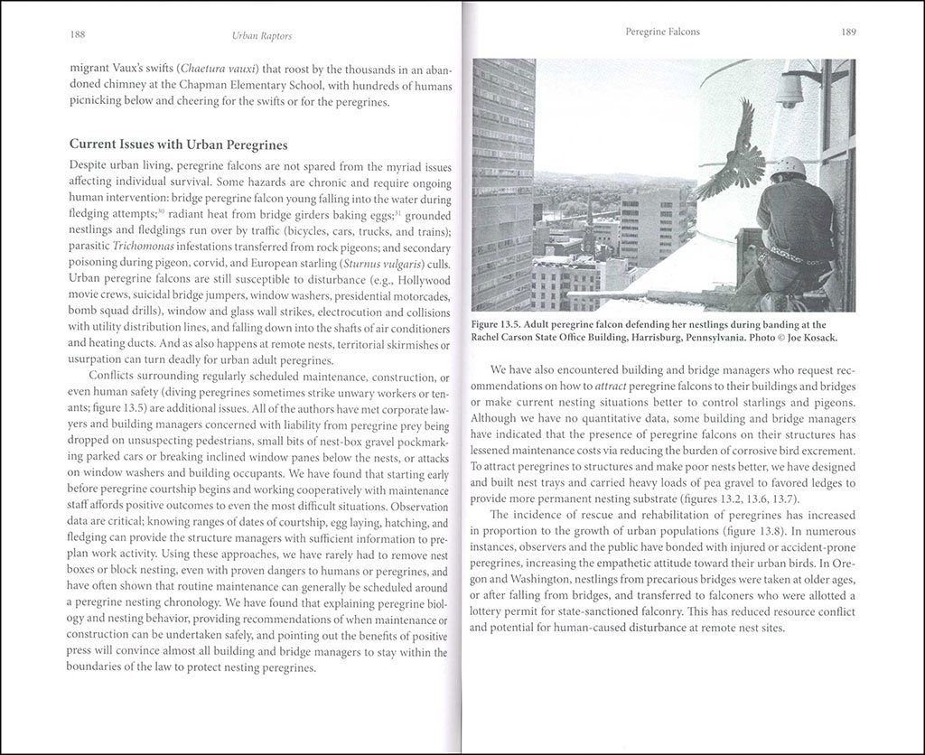 urban raptors. ecology and conservation of birds of prey in cities