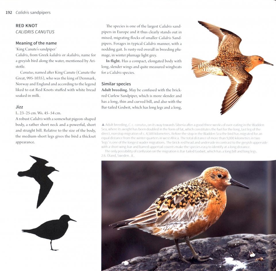 waders of europe. a photographic guide