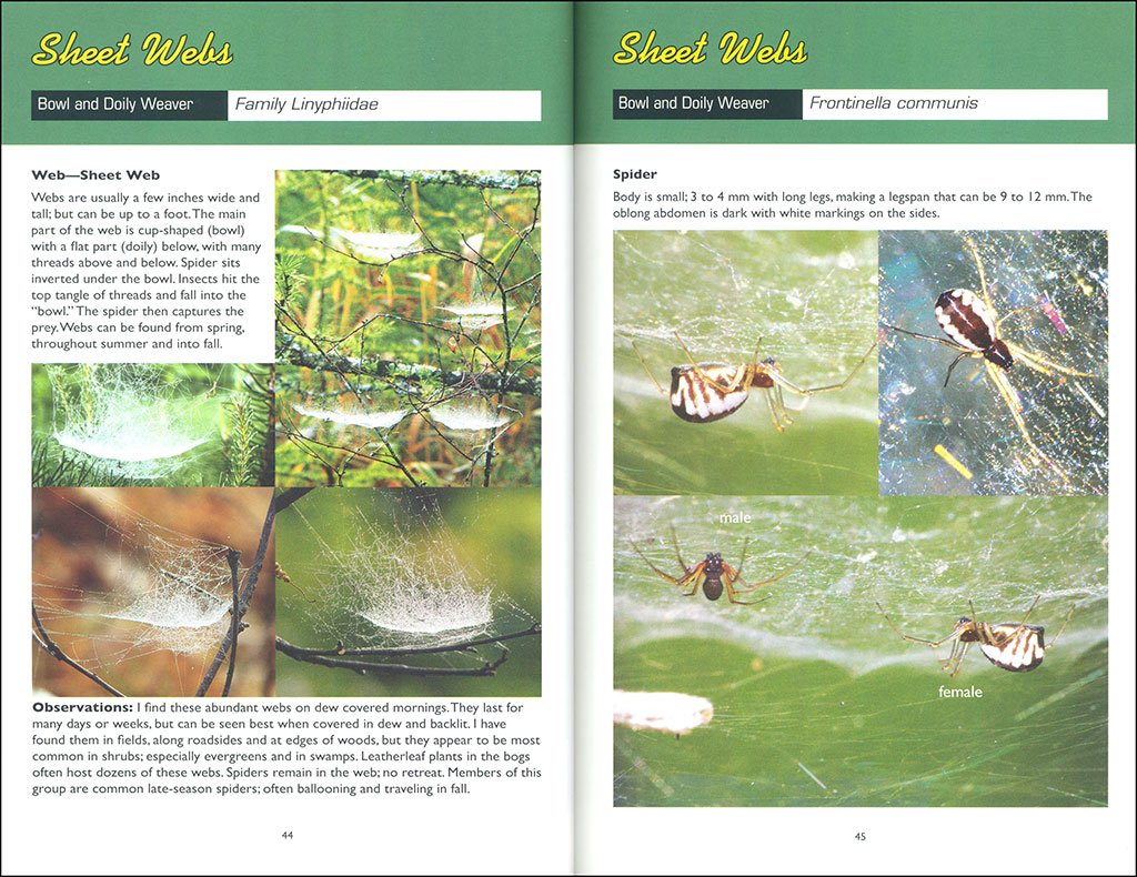 web watching: a guide to webs & the spiders that make them