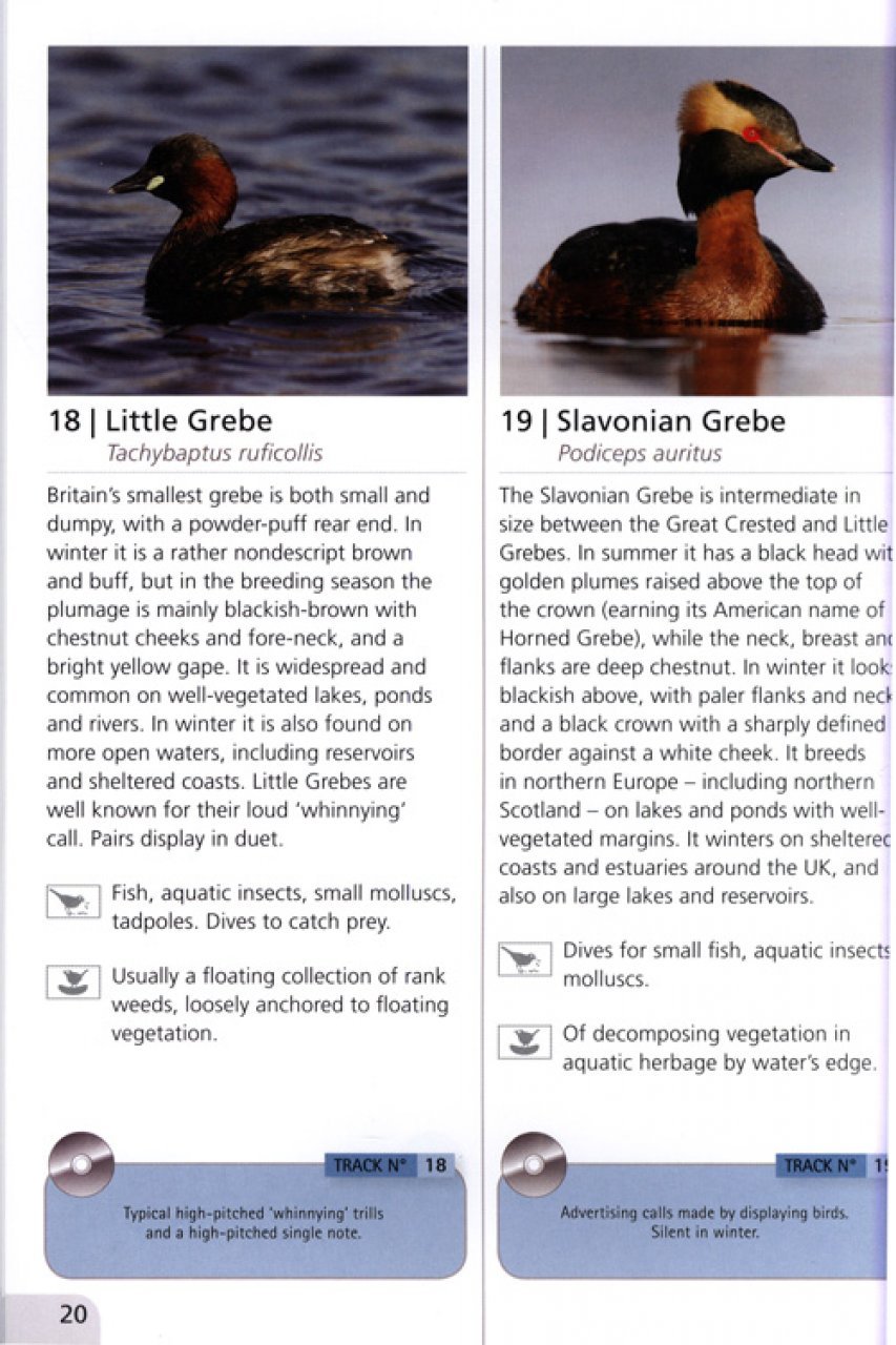 wetland birds songs & calls