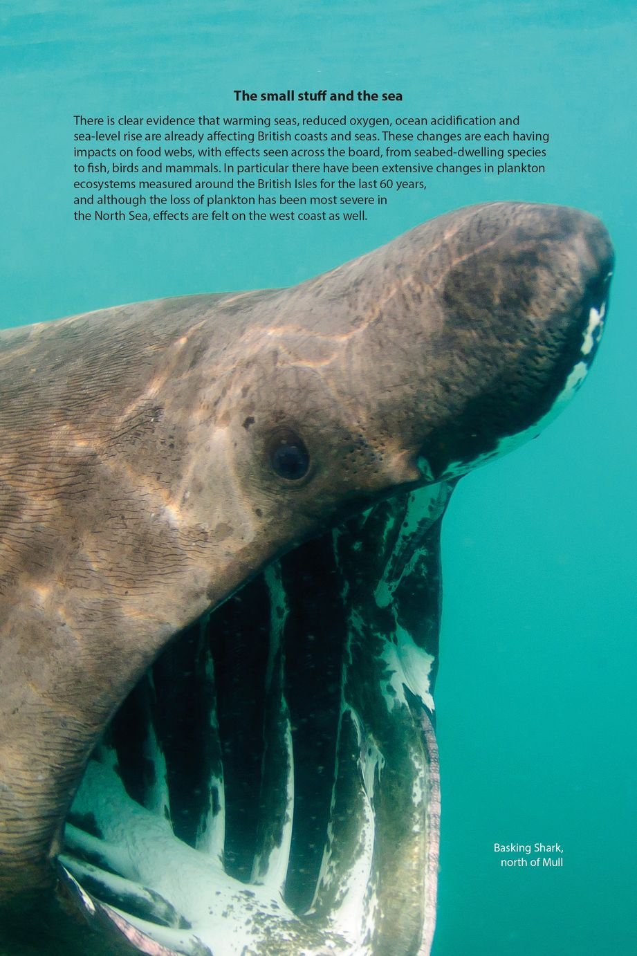 wild mull. a natural history of the island and its people