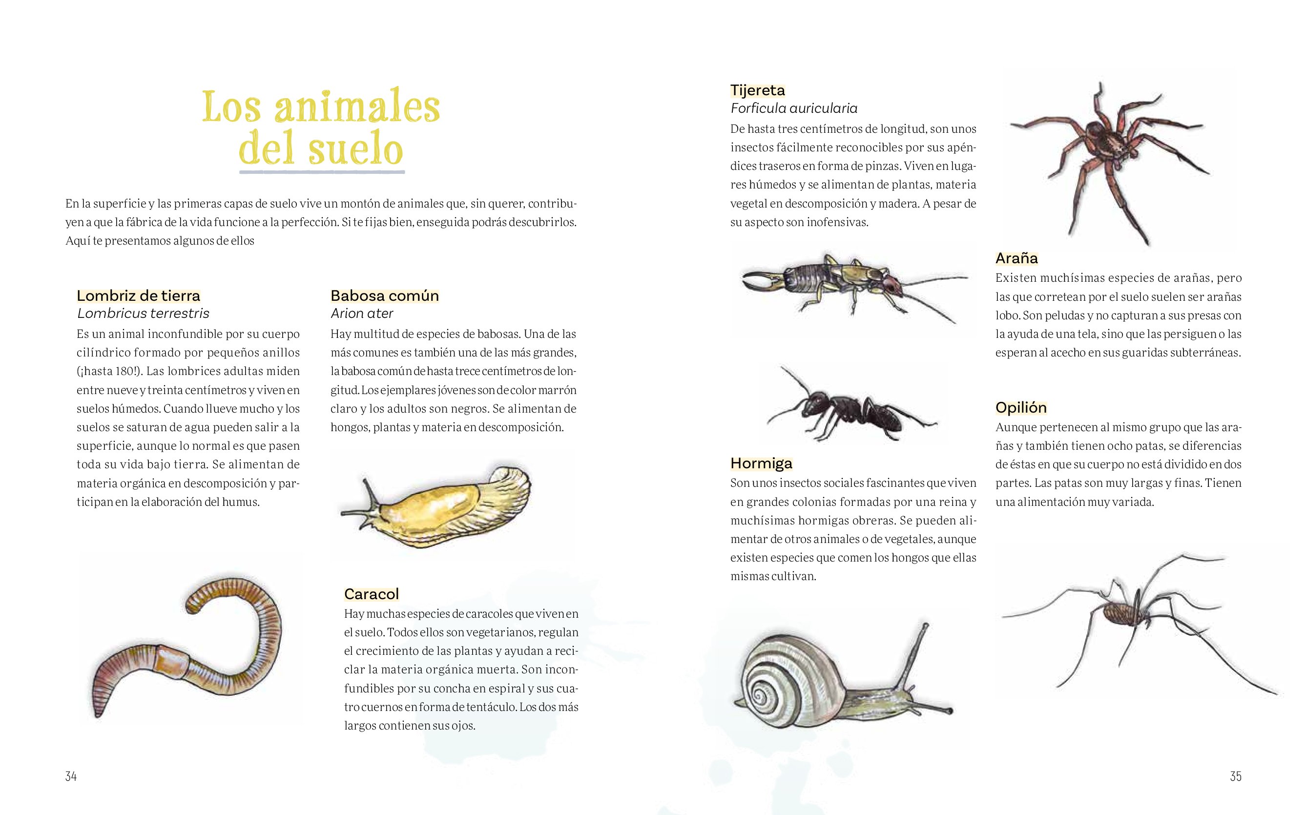 cuaderno de campo para jvenes naturalistas. secretos del bosque.