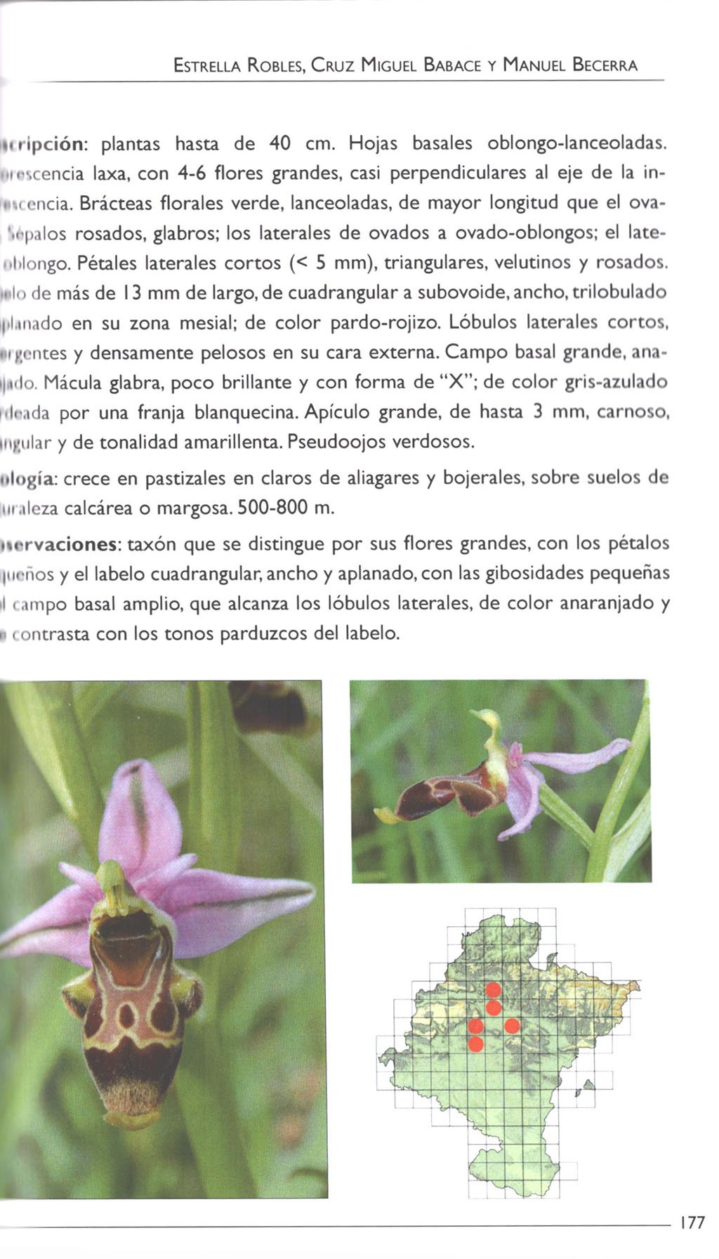orqudeas silvestres de navarra