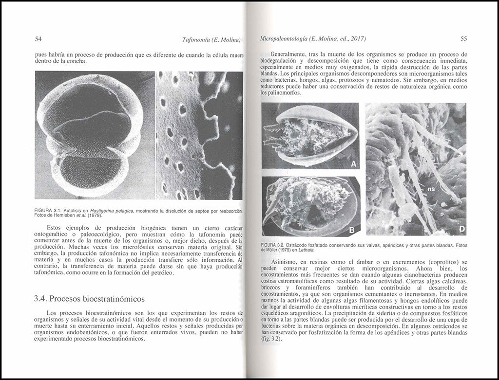 micropaleontologa