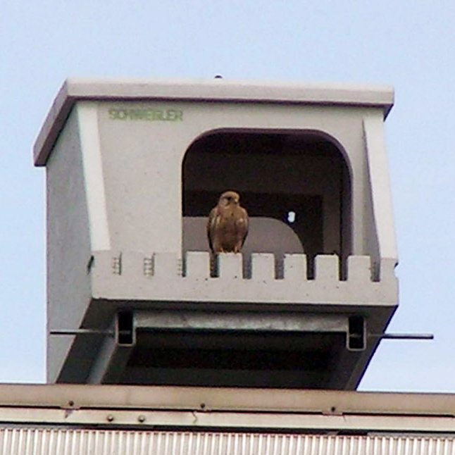 sistema de anclaje para la caja niido de cemento de madera de halcn peregrino