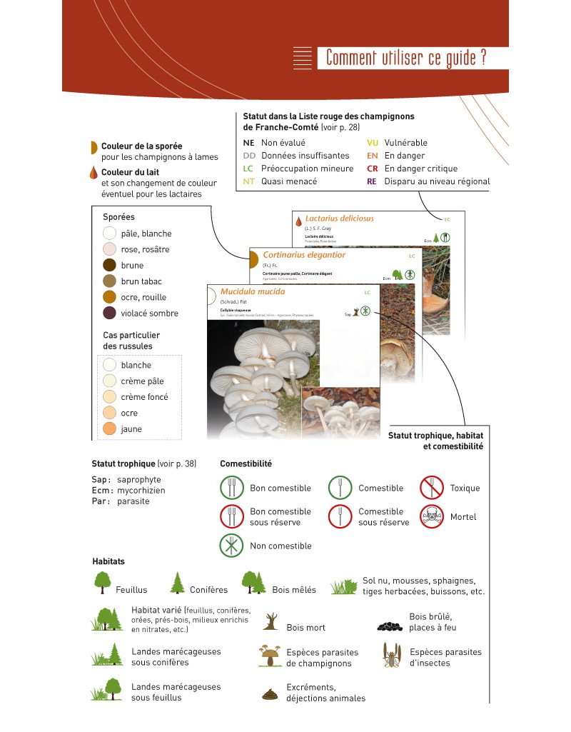 a la dcouverte des champignons de bourgogne-franche-comt
