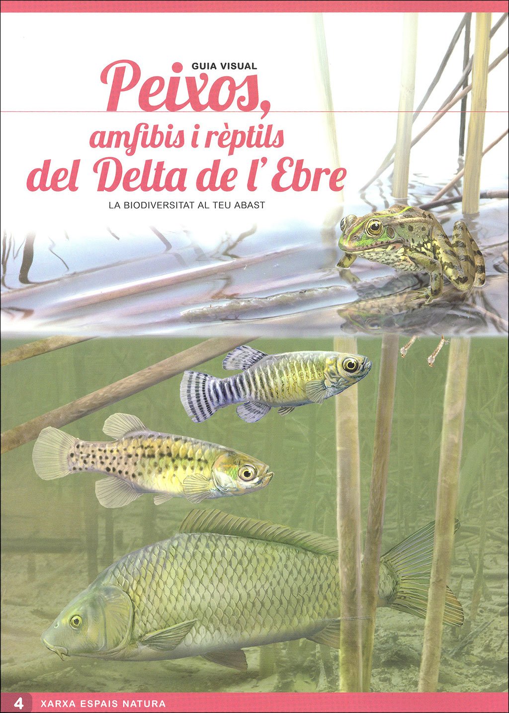 ocells del delta de l'ebre. guia visual (sis desplegables de diferent temtica)