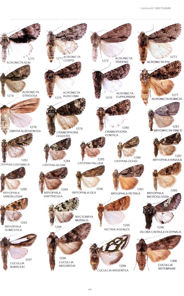las mariposas de espaa peninsular. manual ilustrado de las especies diurnas y nocturnas