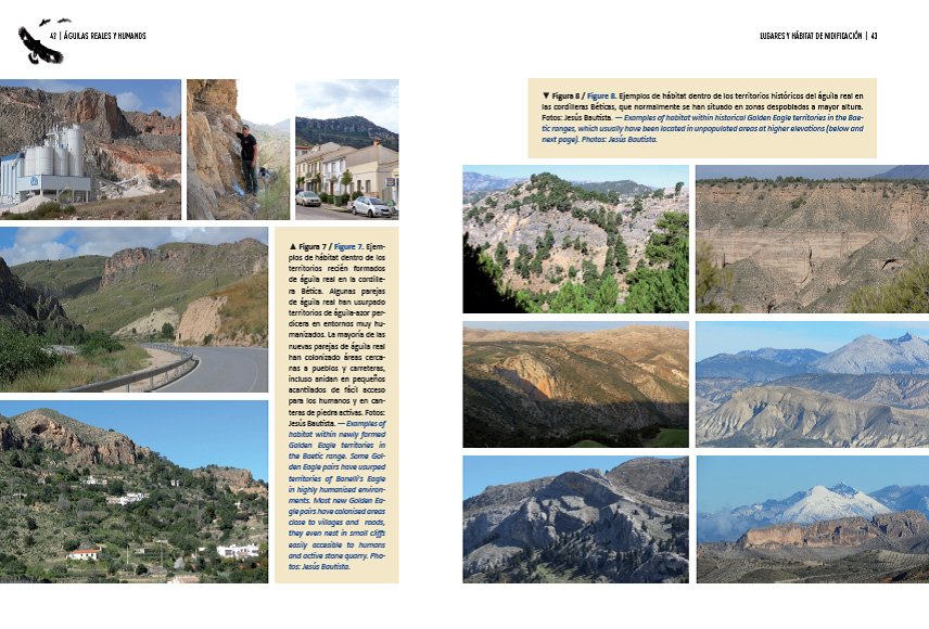 guilas reales y humanos expansin a paisajes dominados por humanos/golden eagles and humans expansion to human dominated landscapes