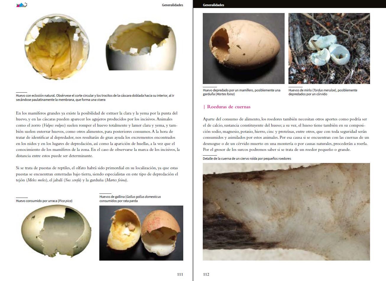 vida y seales de los micromamferos ibricos