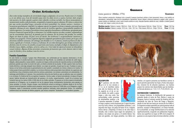 mamferos terrestres patagonia sur de argentina y chile