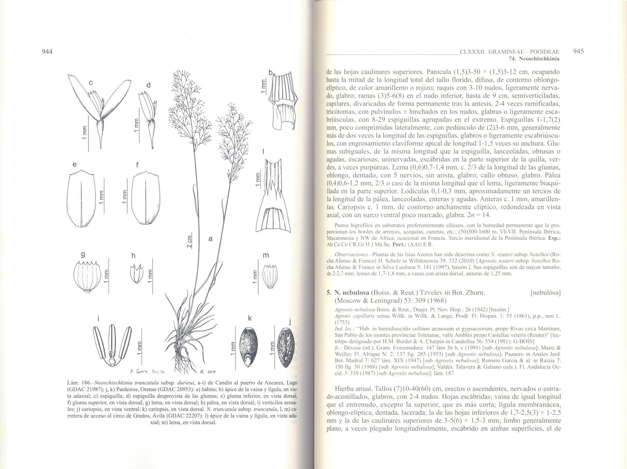 flora ibrica. vol. xix gramineae (partim 2)
